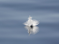Gull feather