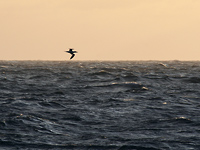 Gannet at dawn