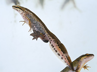 Palmate newt