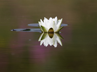 Water-lily